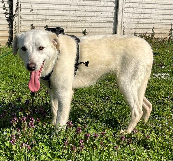 ALICE DELIZIOSA CAGNOLINA Foto 2